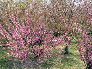 龍王塘の桜その2