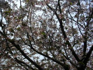 龍王塘の桜その1