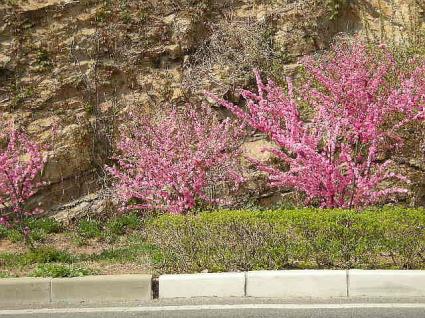 沿道の桜