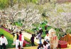 観光客でにぎわう「203桜園」（昨年）